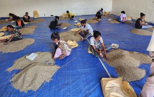 Women sorting coffee beans