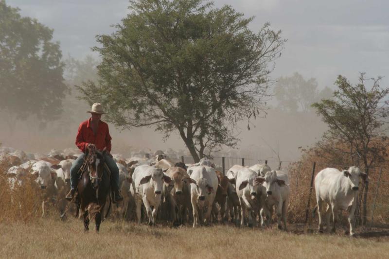 Cowboy walking in front of cattle during a muster