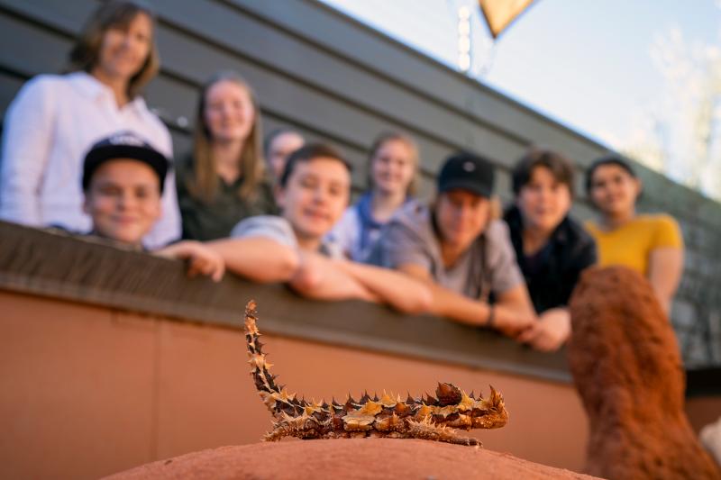 Children looking at a thorny devil